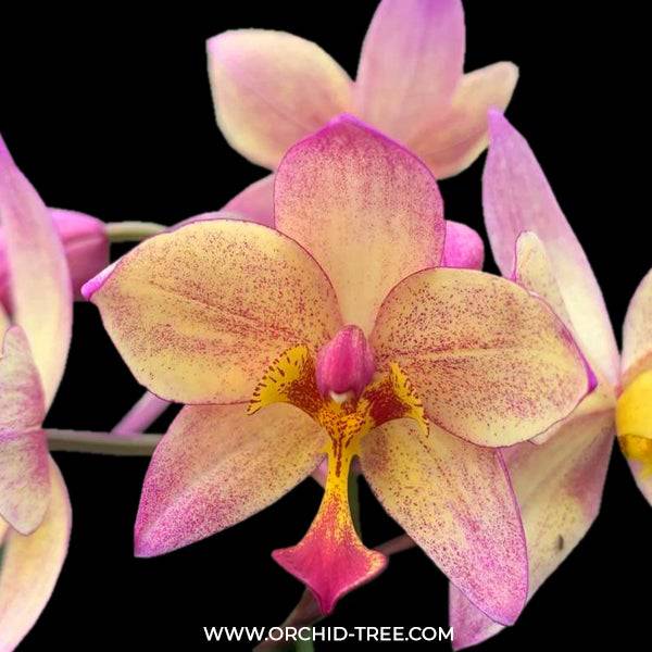 Spathoglottis Yellow Lovers - Without Flowers | BS - Buy Orchids Plants Online by Orchid-Tree.com