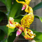Dimorphorchis lowii sp. - Without Flowers | SS - Buy Orchids Plants Online by Orchid-Tree.com