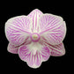 Phalaenopsis Tying shin World Class - With Spike | FF - Buy Orchids Plants Online by Orchid-Tree.com