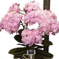 Phalaenopsis Tying shin World Class - With Spike | FF - Buy Orchids Plants Online by Orchid-Tree.com