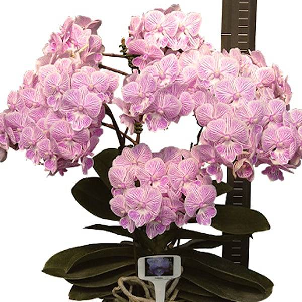 Phalaenopsis Tying shin World Class - With Spike | FF - Buy Orchids Plants Online by Orchid-Tree.com