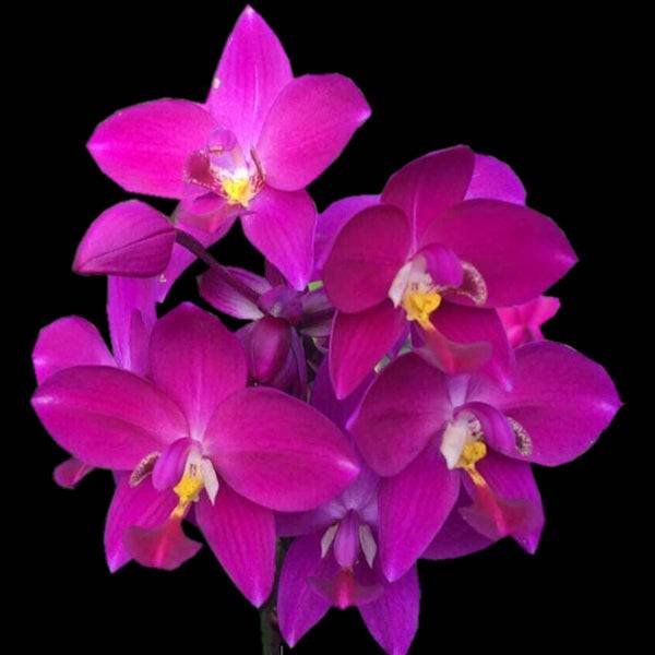 Spathoglottis Purple Pornkasem - Without Flowers | BS - Buy Orchids Plants Online by Orchid-Tree.com