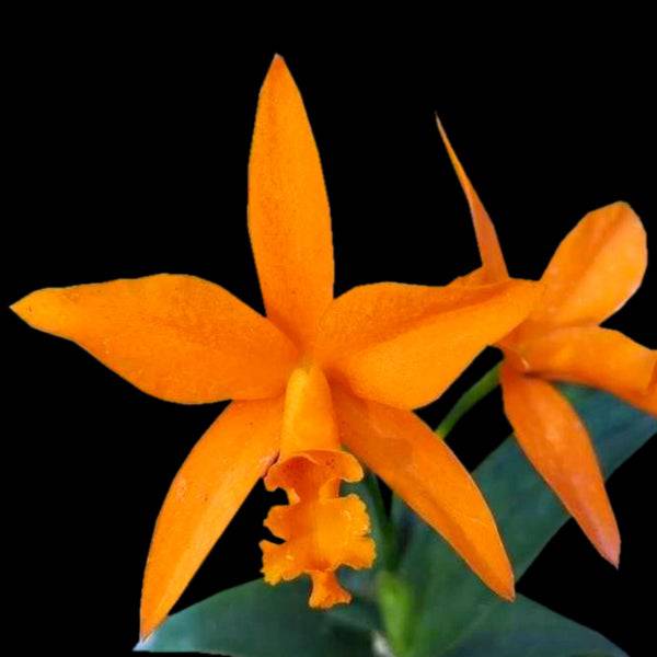 Cattleya aurantiaca x Netrasiri Beauty - Without Flowers | BS - Buy Orchids Plants Online by Orchid-Tree.com