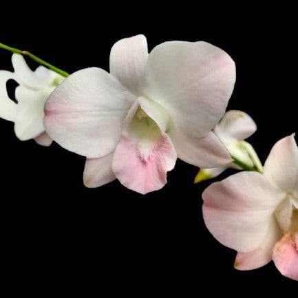 Dendrobium Visa Peach - Without Flowers | BS - Buy Orchids Plants Online by Orchid-Tree.com