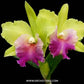 Cattleya Helen Brown x Green Fancy - Without Flowers | BS - Buy Orchids Plants Online by Orchid-Tree.com