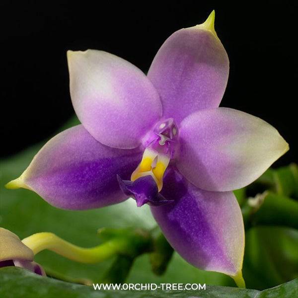 Phalaenopsis Samera Blue - With Bud | FF - Buy Orchids Plants Online by Orchid-Tree.com
