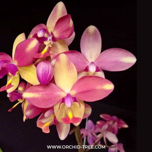 Spathoglottis Pink Rainbow - Without Flowers | BS - Buy Orchids Plants Online by Orchid-Tree.com