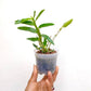 Dendrobium Sakura Hime (nobile) - With Flowers | FF - Buy Orchids Plants Online by Orchid-Tree.com