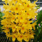 Dendrobium Honey Moon Sweet - Without Flower | BS - Buy Orchids Plants Online by Orchid-Tree.com