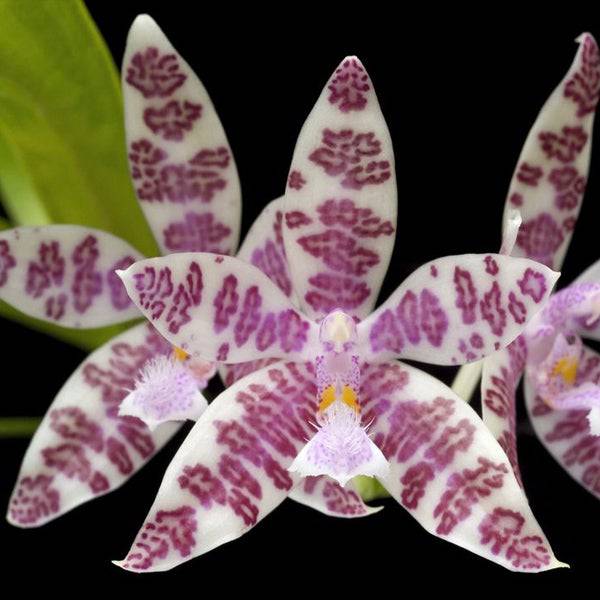 Phalaenopsis hieroglyphica sp. - Without Flowers | BS - Buy Orchids Plants Online by Orchid-Tree.com