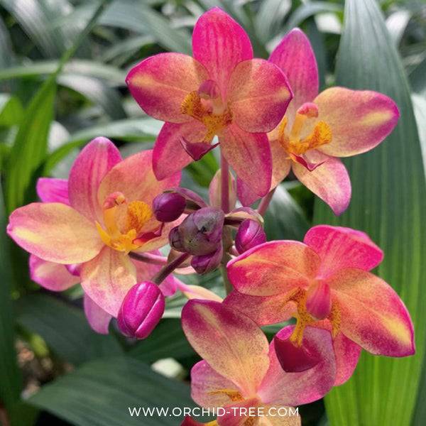 Spathoglottis Big Orange Fancy - Without Flowers | BS - Buy Orchids Plants Online by Orchid-Tree.com
