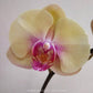 Phalaenopsis Shooting Star - With Spike | FF - Buy Orchids Plants Online by Orchid-Tree.com