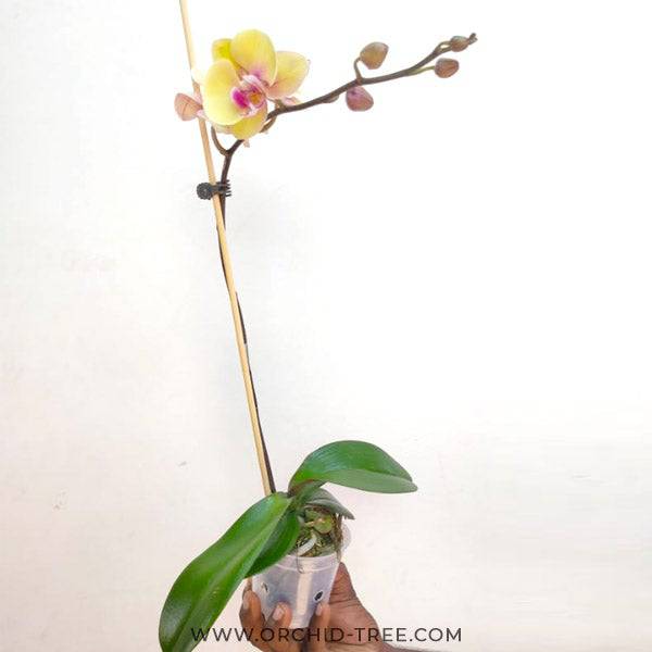 Phalaenopsis Shooting Star - With Spike | FF - Buy Orchids Plants Online by Orchid-Tree.com