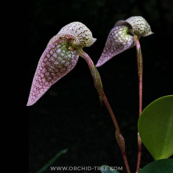 Bulbophyllum arfakianum Red - Without Flowers | BS - Buy Orchids Plants Online by Orchid-Tree.com