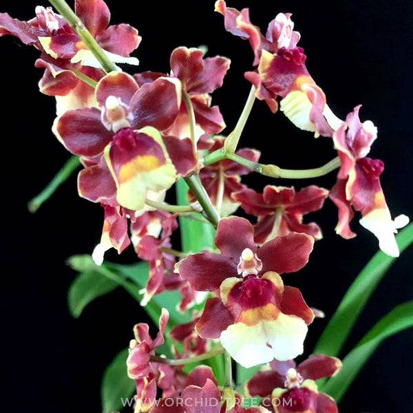 Oncidium Jairak Fragrance 'Catt Gum Pagan' - Without Flowers | BS - Buy Orchids Plants Online by Orchid-Tree.com