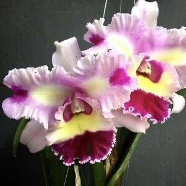 Cattleya Mahina Yahiro x Mari's Song - Without Flowers | BS - Buy Orchids Plants Online by Orchid-Tree.com