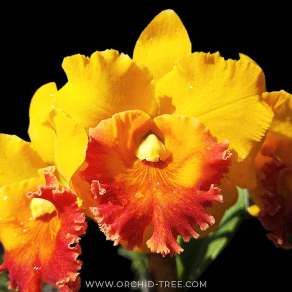 Cattleya Thong Supan Gold #4 - Without Flowers | BS - Buy Orchids Plants Online by Orchid-Tree.com