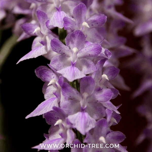 Vanda (Aer.) fieldinghii sp. - Without Flowers | BS - Buy Orchids Plants Online by Orchid-Tree.com