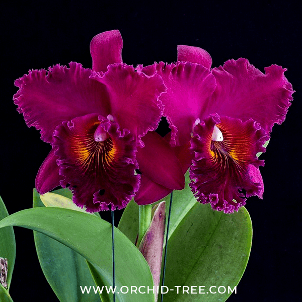 Cattleya (Rlc.) Chialin New City - Without Flowers | BS - Buy Orchids Plants Online by Orchid-Tree.com