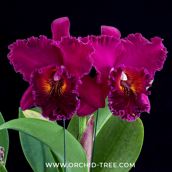 Fragrant Orchids