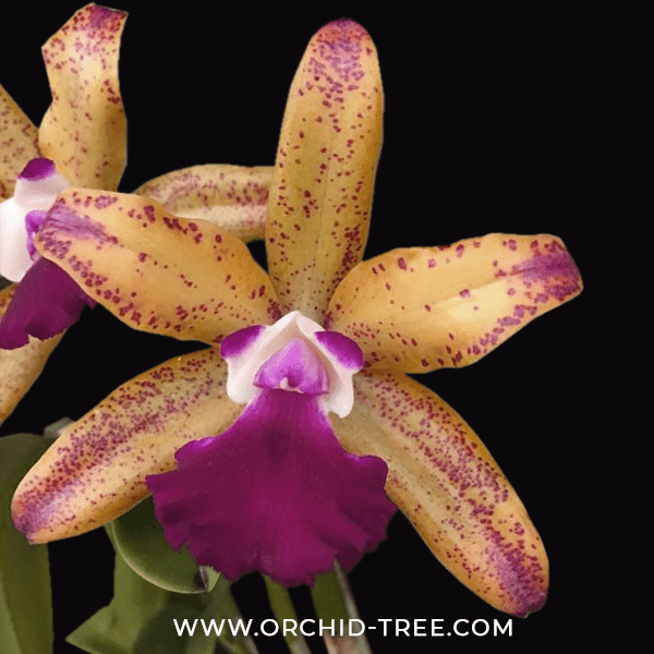 Cattleya Loog Tone Red x Jungle Elf - Without Flowers | BS - Buy Orchids Plants Online by Orchid-Tree.com