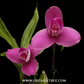 Lycaste YI-Ying Sakura No. 1 - Without Flower | BS - Buy Orchids Plants Online by Orchid-Tree.com