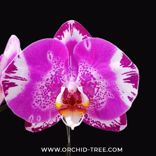 Phalaenopsis King's Purple Queen - With Spike | FF - Buy Orchids Plants Online by Orchid-Tree.com