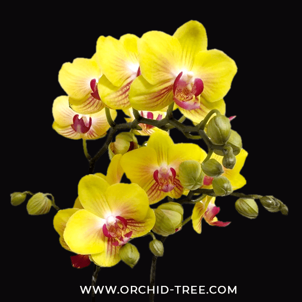 Phalaenopsis Fuller's Gold Princess  - With Spike | FF - Buy Orchids Plants Online by Orchid-Tree.com
