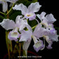 Cattleya skinneri var. coerulea sp. - Without Flowers | BS - Buy Orchids Plants Online by Orchid-Tree.com