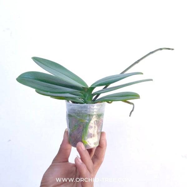 Phalaenopsis Younghome Coco - With Spike | FF - Buy Orchids Plants Online by Orchid-Tree.com