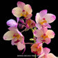 Spathoglottis Yellow Rainbow - Without Flowers | BS - Buy Orchids Plants Online by Orchid-Tree.com