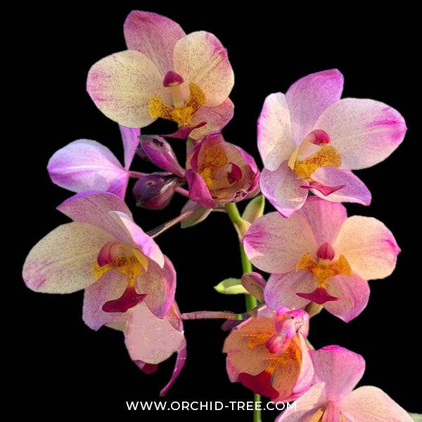 Spathoglottis Yellow Rainbow - Without Flowers | BS - Buy Orchids Plants Online by Orchid-Tree.com
