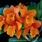 Cattleya Netrasiri Star Bright Var. Malay - Without Flowers | BS - Buy Orchids Plants Online by Orchid-Tree.com
