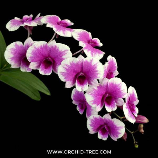 Valentines Day Gift - Dendrobium Miniature - With Flowers - Buy Orchids Plants Online by Orchid-Tree.com