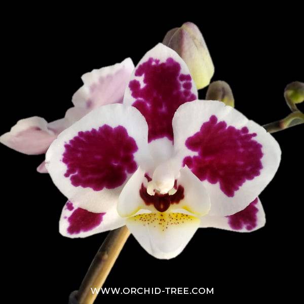 Phalaenopsis Christmas Star - With Small Spike | FF - Buy Orchids Plants Online by Orchid-Tree.com