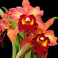 Cattleya Taiwan Dragon - Without Flowers | BS - Buy Orchids Plants Online by Orchid-Tree.com