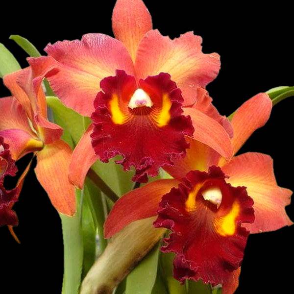 Cattleya Taiwan Dragon - Without Flowers | BS - Buy Orchids Plants Online by Orchid-Tree.com