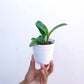 Dendrobium speciosum 'Golden Rain'' - Without Flowers | MS - Buy Orchids Plants Online by Orchid-Tree.com