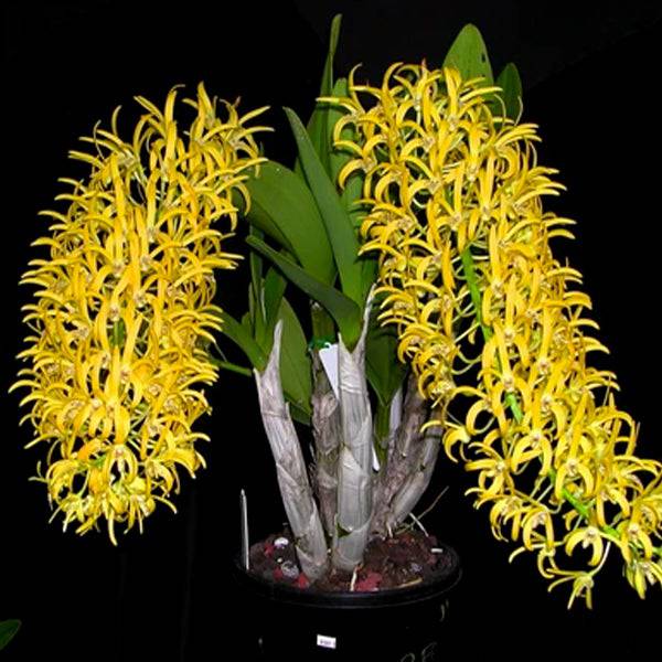 Dendrobium speciosum 'Golden Rain'' - Without Flowers | MS - Buy Orchids Plants Online by Orchid-Tree.com