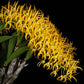 Dendrobium speciosum 'Golden Rain'' - Without Flowers | MS - Buy Orchids Plants Online by Orchid-Tree.com