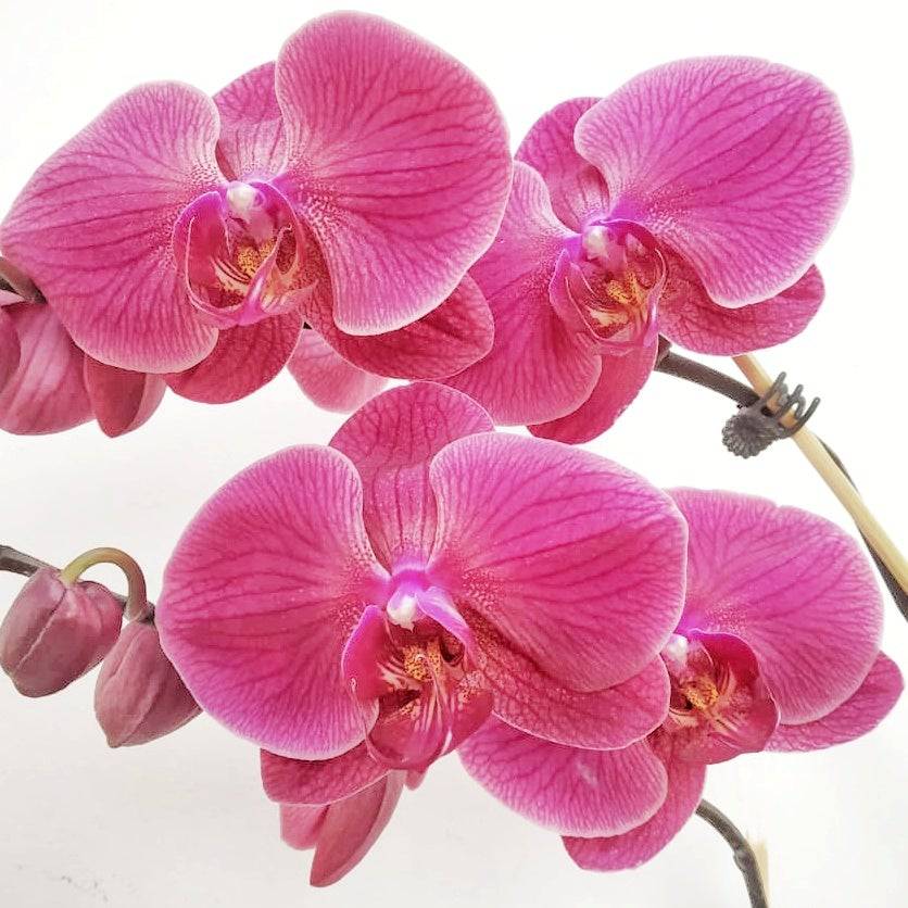 Phalaenopsis Heart Breaker - Without Flowers | BS - Buy Orchids Plants Online by Orchid-Tree.com