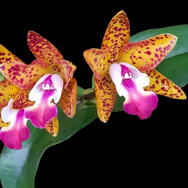 Cattleya Loog Tone Red x Jungle Elf - Without Flowers | BS - Buy Orchids Plants Online by Orchid-Tree.com
