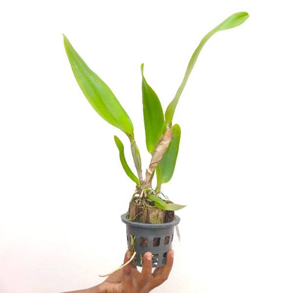 Cattleya Wangnamkeaw Butterfly - Without Flowers | BS - Buy Orchids Plants Online by Orchid-Tree.com