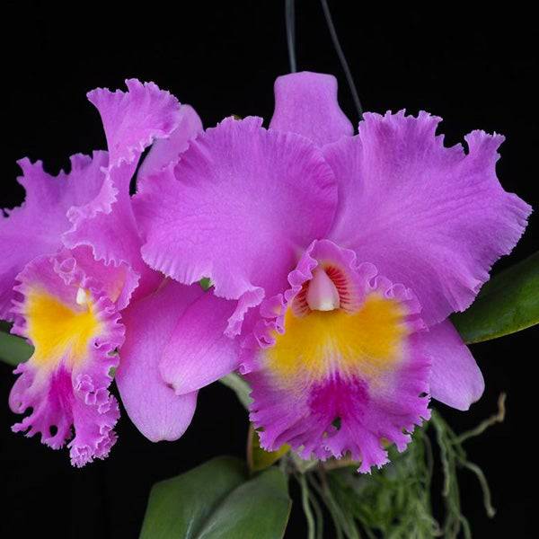 Cattleya Wangnamkeaw Butterfly - Without Flowers | BS - Buy Orchids Plants Online by Orchid-Tree.com