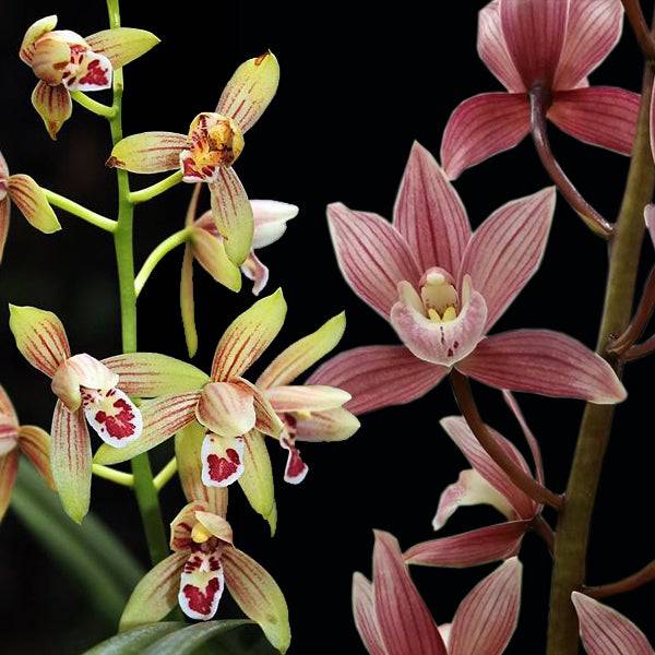 Cymbidium Assorted (HTC) - Without Flowers | BS - Buy Orchids Plants Online by Orchid-Tree.com