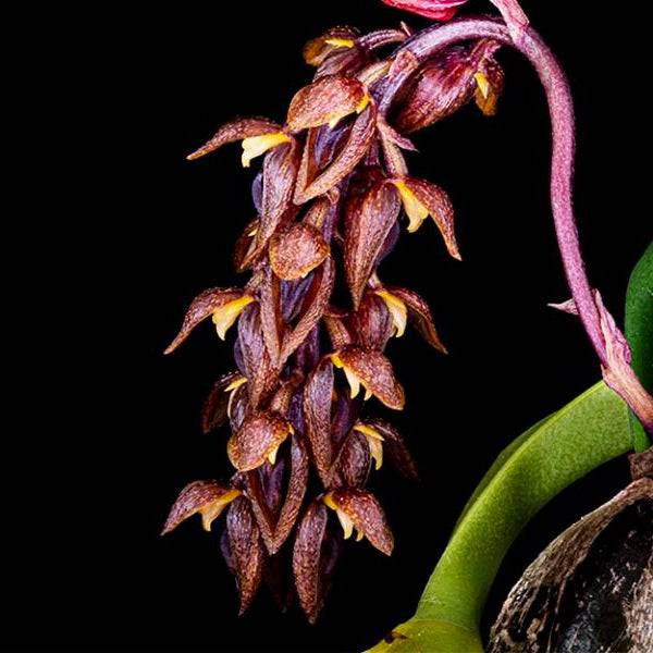 Bulbophyllum morphologorum sp. Pink - Without Flowers | BS - Buy Orchids Plants Online by Orchid-Tree.com