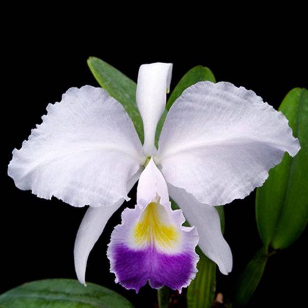 Cattleya trianaei var. coerulea sp. - Without Flowers | BS - Buy Orchids Plants Online by Orchid-Tree.com