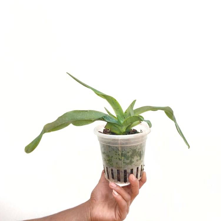 Paphiopedilum Lebeau - Without Flowers | BS - Buy Orchids Plants Online by Orchid-Tree.com