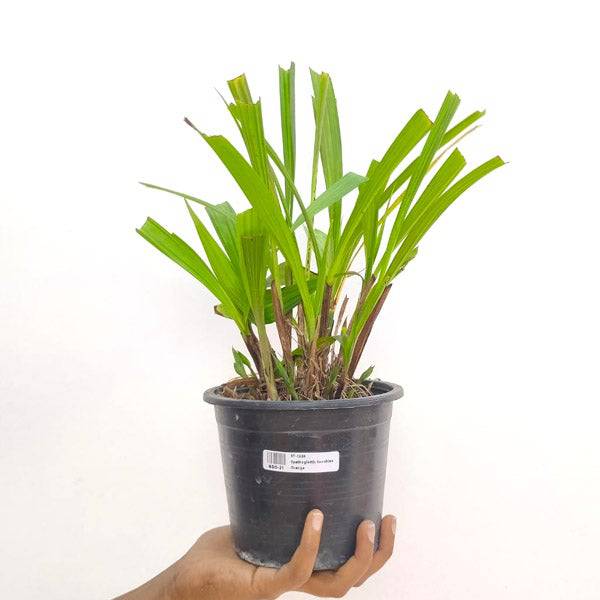 Spathoglottis Sunshine Orange - Without Flowers | BS - Buy Orchids Plants Online by Orchid-Tree.com