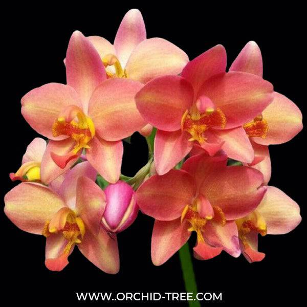 Spathoglottis Sunshine Orange - Without Flowers | BS - Buy Orchids Plants Online by Orchid-Tree.com